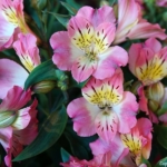 Alstroemeriashow in het Oranje Nassau paviljoen in de Keukenhof 2022<br/>Copyright ยฉ JTravel.nl Alstroemeriashow in het Oranje Nassau paviljoen in de Keukenhof 2022 / Copyright ยฉ JTravel.nl