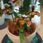 Orchideeรซn- en anturiumshow in het Beatrix paviljoen in de Keukenhof 2022<br/>Copyright ยฉ JTravel.nl Orchideeรซn- en anturiumshow in het Beatrix paviljoen in de Keukenhof 2022 / Copyright ยฉ JTravel.nl