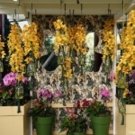 Orchideeรซn- en anturiumshow in het Beatrix paviljoen in de Keukenhof 2022<br/>Copyright ยฉ JTravel.nl Orchideeรซn- en anturiumshow in het Beatrix paviljoen in de Keukenhof 2022 / Copyright ยฉ JTravel.nl