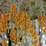 Orchideeรซn- en anturiumshow in het Beatrix paviljoen in de Keukenhof 2022<br/>Copyright ยฉ JTravel.nl Orchideeรซn- en anturiumshow in het Beatrix paviljoen in de Keukenhof 2022 / Copyright ยฉ JTravel.nl
