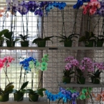 Orchideeรซn- en anturiumshow in het Beatrix paviljoen in de Keukenhof 2022<br/>Copyright ยฉ JTravel.nl Orchideeรซn- en anturiumshow in het Beatrix paviljoen in de Keukenhof 2022 / Copyright ยฉ JTravel.nl