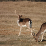 Damherten in de Amsterdamse Waterleidingduinen op 10 maart 2022<br/>Copyright © JTravel.nl Damherten in de Amsterdamse Waterleidingduinen op 10 maart 2022<br/>Copyright © JTravel.nl