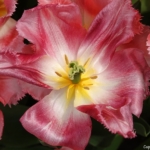 Bloemen- en plantenshow in het Willem-Alexander paviljoen in de Keukenhof 2022<br/>Copyright ยฉ JTravel.nl Bloemen- en plantenshow in het Willem-Alexander paviljoen in de Keukenhof 2022 / Copyright ยฉ JTravel.nl