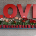 Bloemen- en plantenshow in het Willem-Alexander paviljoen in de Keukenhof 2022<br/>Copyright ยฉ JTravel.nl Bloemen- en plantenshow in het Willem-Alexander paviljoen in de Keukenhof 2022 / Copyright ยฉ JTravel.nl