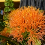 Alstroemeriashow in het Oranje Nassau paviljoen in de Keukenhof 2022<br/>Copyright ยฉ JTravel.nl Alstroemeriashow in het Oranje Nassau paviljoen in de Keukenhof 2022 / Copyright ยฉ JTravel.nl