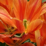 Bloemen- en plantenshow in het Willem-Alexander paviljoen in de Keukenhof 2022<br/>Copyright ยฉ JTravel.nl Bloemen- en plantenshow in het Willem-Alexander paviljoen in de Keukenhof 2022 / Copyright ยฉ JTravel.nl