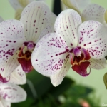 Orchideeรซn- en anturiumshow in het Beatrix paviljoen in de Keukenhof 2022<br/>Copyright ยฉ JTravel.nl Orchideeรซn- en anturiumshow in het Beatrix paviljoen in de Keukenhof 2022 / Copyright ยฉ JTravel.nl
