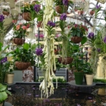 Orchideeรซn- en anturiumshow in het Beatrix paviljoen in de Keukenhof 2022<br/>Copyright ยฉ JTravel.nl Orchideeรซn- en anturiumshow in het Beatrix paviljoen in de Keukenhof 2022 / Copyright ยฉ JTravel.nl