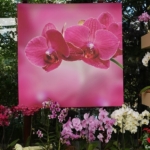 Orchideeรซn- en anturiumshow in het Beatrix paviljoen in de Keukenhof 2022<br/>Copyright ยฉ JTravel.nl Orchideeรซn- en anturiumshow in het Beatrix paviljoen in de Keukenhof 2022 / Copyright ยฉ JTravel.nl