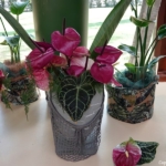 Orchideeรซn- en anturiumshow in het Beatrix paviljoen in de Keukenhof 2022<br/>Copyright ยฉ JTravel.nl Orchideeรซn- en anturiumshow in het Beatrix paviljoen in de Keukenhof 2022 / Copyright ยฉ JTravel.nl
