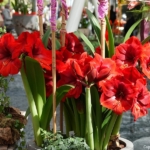 Bloemen- en plantenshow in het Willem-Alexander paviljoen in de Keukenhof 2022<br/>Copyright ยฉ JTravel.nl Bloemen- en plantenshow in het Willem-Alexander paviljoen in de Keukenhof 2022 / Copyright ยฉ JTravel.nl
