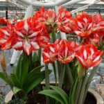 Bloemen- en plantenshow in het Willem-Alexander paviljoen in de Keukenhof 2022<br/>Copyright ยฉ JTravel.nl Bloemen- en plantenshow in het Willem-Alexander paviljoen in de Keukenhof 2022 / Copyright ยฉ JTravel.nl