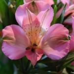 Alstroemeriashow in het Oranje Nassau paviljoen in de Keukenhof 2022<br/>Copyright ยฉ JTravel.nl Alstroemeriashow in het Oranje Nassau paviljoen in de Keukenhof 2022 / Copyright ยฉ JTravel.nl