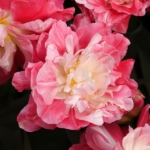Bloemen- en plantenshow in het Willem-Alexander paviljoen in de Keukenhof 2022<br/>Copyright ยฉ JTravel.nl Bloemen- en plantenshow in het Willem-Alexander paviljoen in de Keukenhof 2022 / Copyright ยฉ JTravel.nl