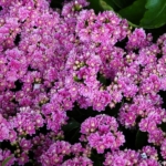 Bloemen- en plantenshow in het Willem-Alexander paviljoen in de Keukenhof 2022<br/>Copyright ยฉ JTravel.nl Bloemen- en plantenshow in het Willem-Alexander paviljoen in de Keukenhof 2022 / Copyright ยฉ JTravel.nl