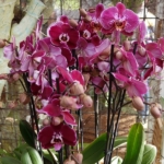 Orchideeรซn- en anturiumshow in het Beatrix paviljoen in de Keukenhof 2022<br/>Copyright ยฉ JTravel.nl Orchideeรซn- en anturiumshow in het Beatrix paviljoen in de Keukenhof 2022 / Copyright ยฉ JTravel.nl
