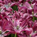 Bloemen- en plantenshow in het Willem-Alexander paviljoen in de Keukenhof 2022<br/>Copyright ยฉ JTravel.nl Bloemen- en plantenshow in het Willem-Alexander paviljoen in de Keukenhof 2022 / Copyright ยฉ JTravel.nl