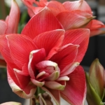 Bloemen- en plantenshow in het Willem-Alexander paviljoen in de Keukenhof 2022<br/>Copyright ยฉ JTravel.nl Bloemen- en plantenshow in het Willem-Alexander paviljoen in de Keukenhof 2022 / Copyright ยฉ JTravel.nl