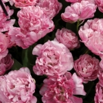 Bloemen- en plantenshow in het Willem-Alexander paviljoen in de Keukenhof 2022<br/>Copyright ยฉ JTravel.nl Bloemen- en plantenshow in het Willem-Alexander paviljoen in de Keukenhof 2022 / Copyright ยฉ JTravel.nl
