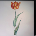 Tulpomania in de Keukenhof 2022<br/>Copyright ยฉ JTravel.nl Tulpomania in de Keukenhof 2022 / Copyright ยฉ JTravel.nl