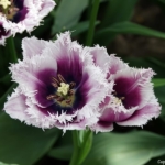 Bloemen- en plantenshow in het Willem-Alexander paviljoen in de Keukenhof 2022<br/>Copyright ยฉ JTravel.nl Bloemen- en plantenshow in het Willem-Alexander paviljoen in de Keukenhof 2022 / Copyright ยฉ JTravel.nl