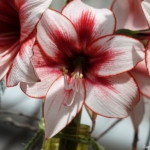 Bloemen- en plantenshow in het Willem-Alexander paviljoen in de Keukenhof 2022<br/>Copyright ยฉ JTravel.nl Bloemen- en plantenshow in het Willem-Alexander paviljoen in de Keukenhof 2022 / Copyright ยฉ JTravel.nl