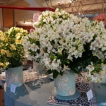 Alstroemeriashow in het Oranje Nassau paviljoen in de Keukenhof 2022<br/>Copyright ยฉ JTravel.nl Alstroemeriashow in het Oranje Nassau paviljoen in de Keukenhof 2022 / Copyright ยฉ JTravel.nl