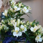 Alstroemeriashow in het Oranje Nassau paviljoen in de Keukenhof 2022<br/>Copyright ยฉ JTravel.nl Alstroemeriashow in het Oranje Nassau paviljoen in de Keukenhof 2022 / Copyright ยฉ JTravel.nl