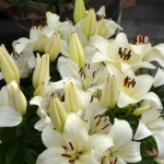 Bloemen- en plantenshow in het Willem-Alexander paviljoen in de Keukenhof 2022<br/>Copyright ยฉ JTravel.nl Bloemen- en plantenshow in het Willem-Alexander paviljoen in de Keukenhof 2022 / Copyright ยฉ JTravel.nl