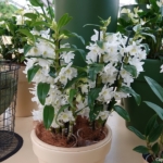 Orchideeรซn- en anturiumshow in het Beatrix paviljoen in de Keukenhof 2022<br/>Copyright ยฉ JTravel.nl Orchideeรซn- en anturiumshow in het Beatrix paviljoen in de Keukenhof 2022 / Copyright ยฉ JTravel.nl