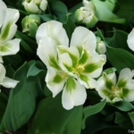 Bloemen- en plantenshow in het Willem-Alexander paviljoen in de Keukenhof 2022<br/>Copyright ยฉ JTravel.nl Bloemen- en plantenshow in het Willem-Alexander paviljoen in de Keukenhof 2022 / Copyright ยฉ JTravel.nl