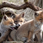 Vossen in de Amsterdamse Waterleidingduinen op 11 april 2022<br/>Copyright © JTravel.nl Vossen in de Amsterdamse Waterleidingduinen op 11 april 2022<br/>Copyright © JTravel.nl