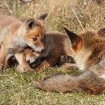 Vossen in de Amsterdamse Waterleidingduinen op 11 april 2022<br/>Copyright © JTravel.nl Vossen in de Amsterdamse Waterleidingduinen op 11 april 2022<br/>Copyright © JTravel.nl