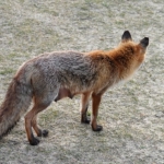 Een vos in de Amsterdamse Waterleidingduinen op 11 april 2022<br/>Copyright © JTravel.nl Een vos in de Amsterdamse Waterleidingduinen op 11 april 2022<br/>Copyright © JTravel.nl