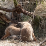 Vossen in de Amsterdamse Waterleidingduinen op 11 april 2022<br/>Copyright © JTravel.nl Vossen in de Amsterdamse Waterleidingduinen op 11 april 2022<br/>Copyright © JTravel.nl
