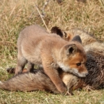 Vossen in de Amsterdamse Waterleidingduinen op 11 april 2022<br/>Copyright © JTravel.nl Vossen in de Amsterdamse Waterleidingduinen op 11 april 2022<br/>Copyright © JTravel.nl