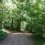 Haarlemmerhout tijdens de Stadse Tocht Haarlem <br/>Copyright © JTravel.nl Haarlemmerhout tijdens de Stadse Tocht Haarlem<br/>Copyright © JTravel.nl