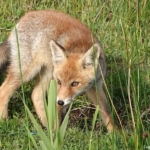 Een vos in de Amsterdamse Waterleidingduinen op 18 mei 2022<br/>Copyright ยฉ JTravel.nl Een vos in de Amsterdamse Waterleidingduinen op 18 mei 2022<br/>Copyright ยฉ JTravel.nl