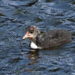 Jonge meerkoet tijdens de Stadse Tocht Haarlem <br/>Copyright © JTravel.nl Jonge meerkoet tijdens de Stadse Tocht Haarlem<br/>Copyright © JTravel.nl