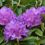 Rododendron in het Willem Dreesplantsoen tijdens de Stadse Tocht Haarlem <br/>Copyright © JTravel.nl Rododendron in het Willem Dreesplantsoen tijdens de Stadse Tocht Haarlem<br/>Copyright © JTravel.nl