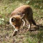 Een vos in de Amsterdamse Waterleidingduinen op 18 mei 2022<br/>Copyright ยฉ JTravel.nl Een vos in de Amsterdamse Waterleidingduinen op 18 mei 2022<br/>Copyright ยฉ JTravel.nl