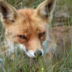 Een vos in de Amsterdamse Waterleidingduinen op 14 juli 2022<br/>Copyright ยฉ JTravel.nl Een vos in de Amsterdamse Waterleidingduinen op 14 juli 2022<br/>Copyright ยฉ JTravel.nl