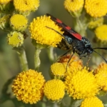 Een Sint Jansvlinder in de Amsterdamse Waterleidingduinen op 14 juli 2022<br/>Copyright ยฉ JTravel.nl Een Sint Jansvlinder in de Amsterdamse Waterleidingduinen op 14 juli 2022<br/>Copyright ยฉ JTravel.nl