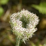 Visscherspad tijdens mijn wandeling tussen Haarlem en Zandvoort<br/>Copyright © JTravel.nl Visscherspad tijdens mijn wandeling tussen Haarlem en Zandvoort<br/>Copyright © JTravel.nl