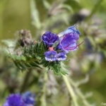 Uitzichtpunt langs het Visscherspad tijdens mijn wandeling tussen Haarlem en Zandvoort<br/>Copyright © JTravel.nl Uitzichtpunt langs het Visscherspad tijdens mijn wandeling tussen Haarlem en Zandvoort<br/>Copyright © JTravel.nl
