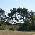 Visscherspad tijdens mijn wandeling tussen Haarlem en Zandvoort<br/>Copyright © JTravel.nl Visscherspad tijdens mijn wandeling tussen Haarlem en Zandvoort<br/>Copyright © JTravel.nl
