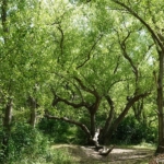 Visscherspad tijdens mijn wandeling tussen Haarlem en Zandvoort<br/>Copyright © JTravel.nl Visscherspad tijdens mijn wandeling tussen Haarlem en Zandvoort<br/>Copyright © JTravel.nl