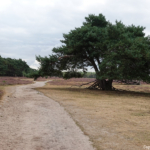 Bussummerheide tijdens mijn wandeling in de Gooise natuur<br/>Copyright ยฉ JTravel.nl Bussummerheide tijdens mijn wandeling in de Gooise natuur<br/>Copyright ยฉ JTravel.nl