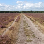 Bussummerheide tijdens mijn wandeling in de Gooise natuur<br/>Copyright ยฉ JTravel.nl Bussummerheide tijdens mijn wandeling in de Gooise natuur<br/>Copyright ยฉ JTravel.nl