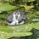 Een meerkoet tijdens mijn wandeling tussen Haarlem en Zandvoort<br/>Copyright © JTravel.nl Een meerkoet tijdens mijn wandeling tussen Haarlem en Zandvoort<br/>Copyright © JTravel.nl